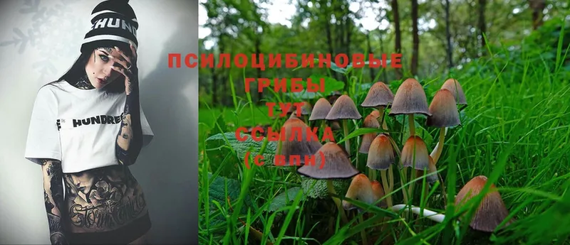 цены   Воронеж  darknet как зайти  Галлюциногенные грибы Psilocybe 